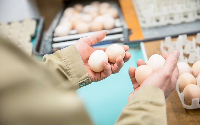 De l’œuf jusqu’à la poule